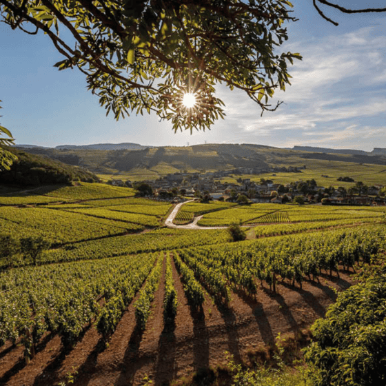 Expériences œnologiques à vivre chez Chateau de Chatenay
